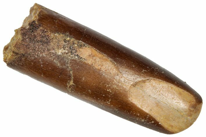 Cretaceous Fossil Sauropod Dinosaur Tooth - Morocco #332504